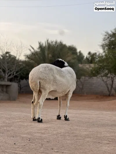 نعجه متاومه تحتها زوز خرفان ربي يبارك 3