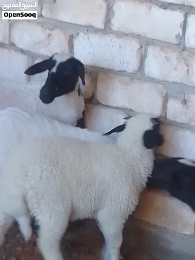 السلام عليكم اتنان فطايم للبيع 2