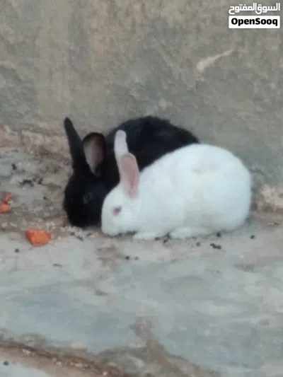 أرانب دكر ونتايه 3