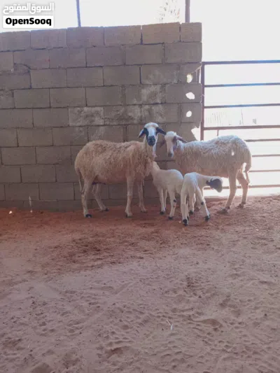 السلام عليكم زوز نعاج ولادات خروف خروف وسنهم كبيره 2