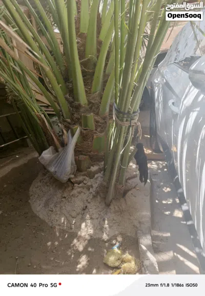 فسائل نخيل برحي للبيع 3