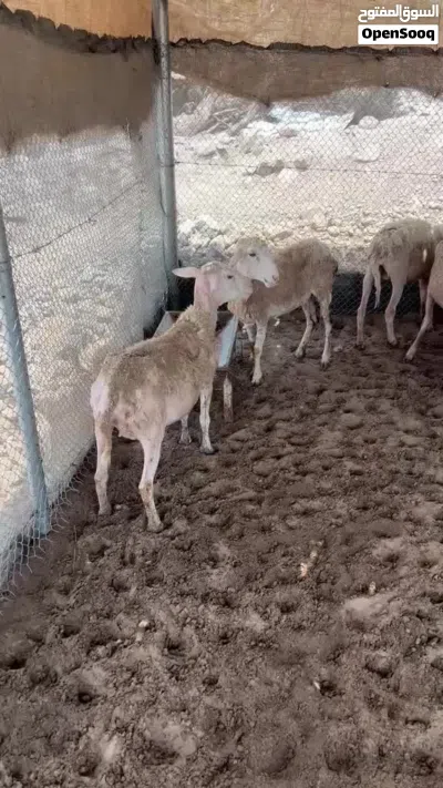 جعد أستراليات 2