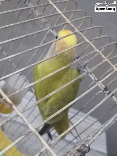ذكر بركاديلو 2