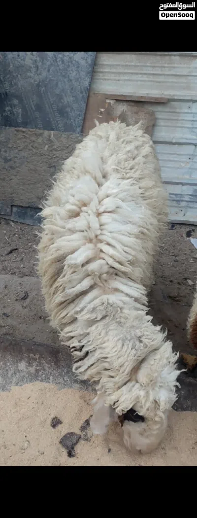 سلام عليكم متوفر نعجه ورجينه خشنه كلش تنفع كصابة وتنفع جني ترباة بيت 3