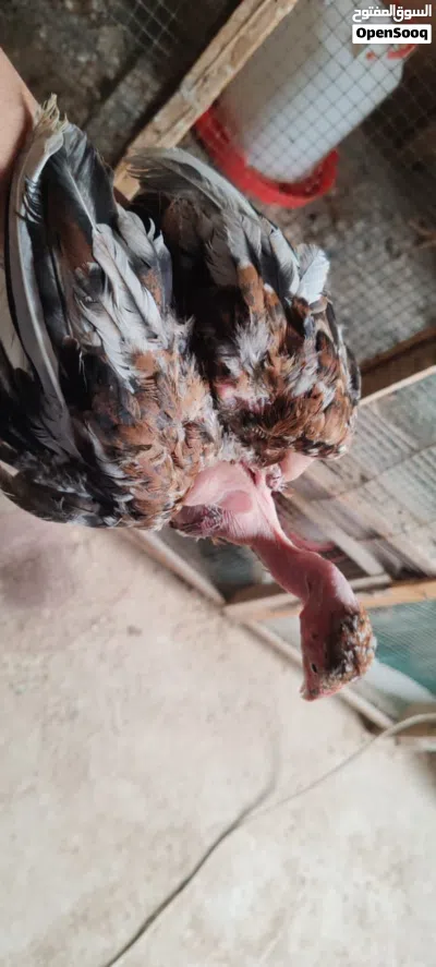 فراريج ابو ركيبة 2