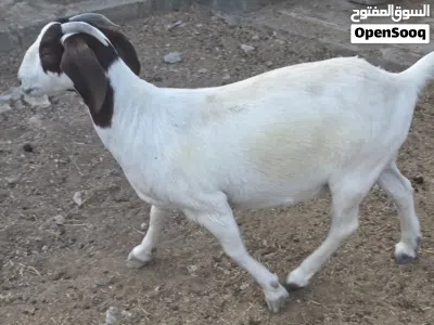 جدي و شاه بورقوت للبيع 4