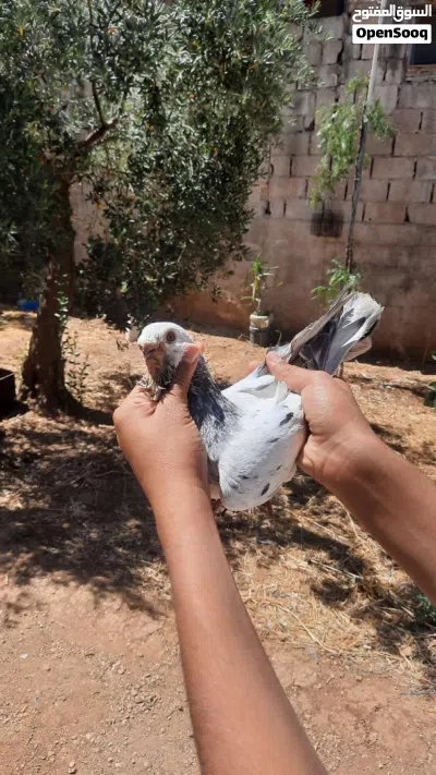فحل ذباني طير حمام بس زقيتو بطن 2
