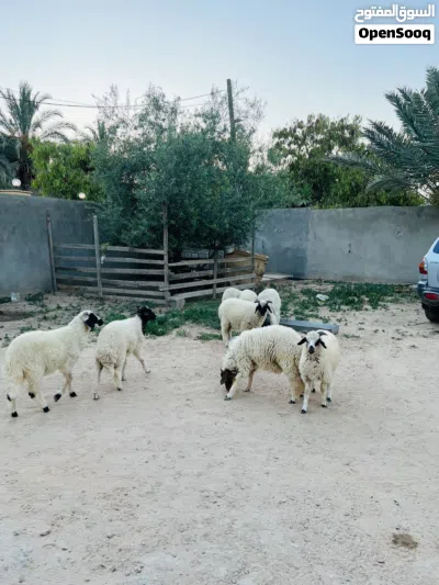 8 ذكور عز ما تمقرس العيد الجاي ثنو حاجه صح 2