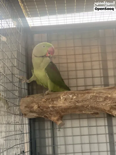 ببغاء نيبالي 4