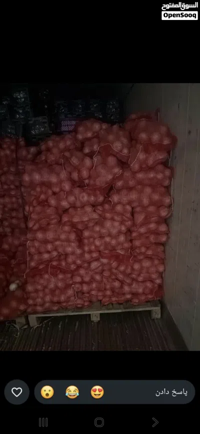 بصل ابیض بالجمله فقط 3