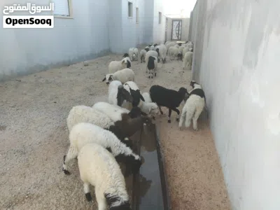حواله وحوليات للبيع 4