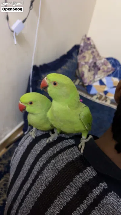 both of them are tame friendly nice 2