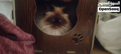 بيت للقطط خشب مع خداشه 3