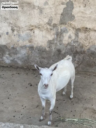 شاه صلاحيه وبنتها ماشاءالله تبارك الرحمن فل سمنة الجاد يتواصل وفاله طيب 3