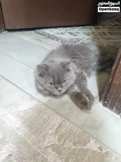 قط للتبني .. 3