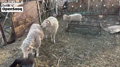 استراليات كبش وحملتين 2