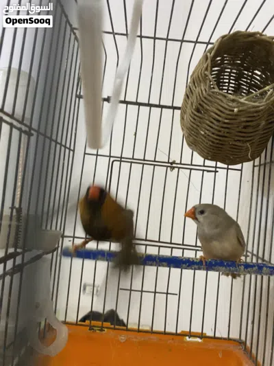 مجموعه عصافير للبيع جمله او بالطرف ساوم وارفع 2