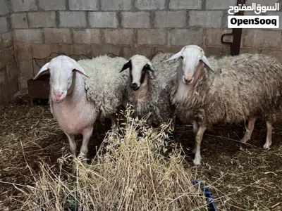 ماشاء الله فحول عساف 3