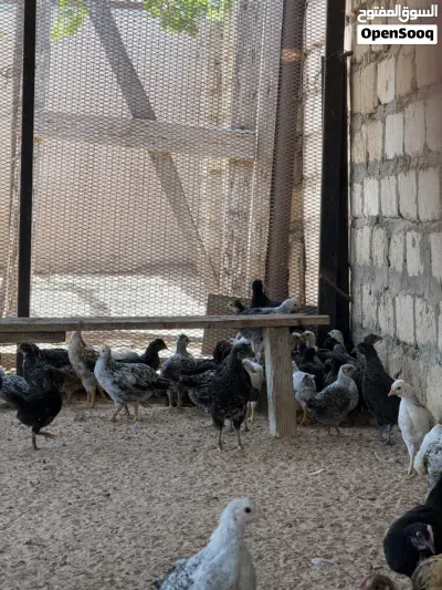 كتكوت للبيع العمر شهرين 3