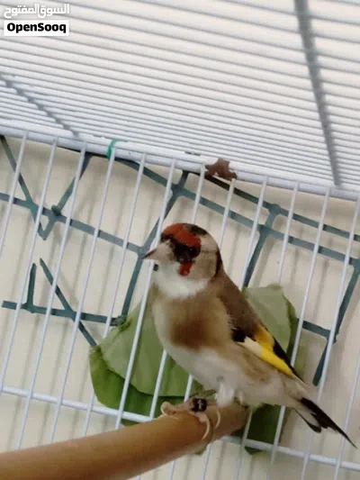 جوز حسون بارفا فحل فرخ عش كلسك وطيره بناشي حجل جمعية 2