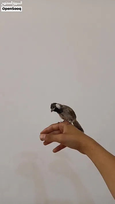 بلبل ربه طينه يطلع خارج المنزل وتصيحله يجيك مخرج تغريد طك جناح اقره وصف 4