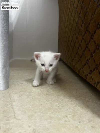 قطة شيرازية للبيع مع اطفالها 4
