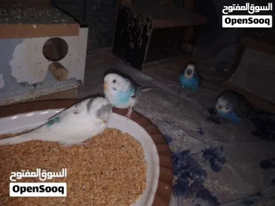 طيور حب حبشيه 3