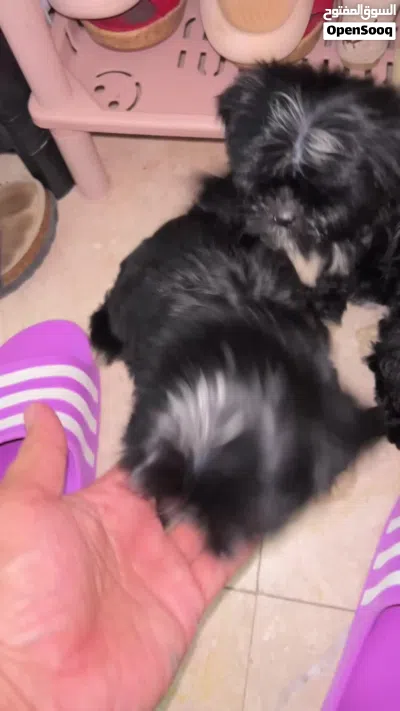Shitzu 3 moths old 100 omr/Negotiable 2