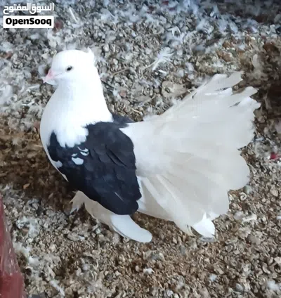 طيور حمام شمسي للبيع 4