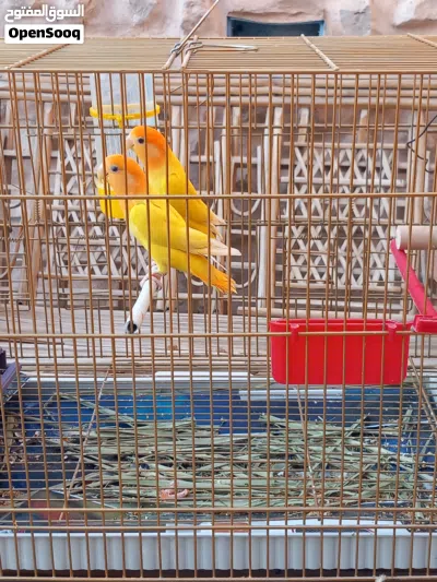 كوبية بركديلو 3