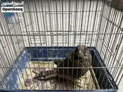 طير صقيري فرخ (جديد )ذكر للبيع بسعر 30 3