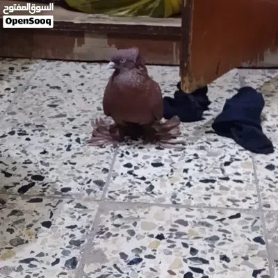 متاح نثيه راعب نجفيه الخط الاول شرط 2
