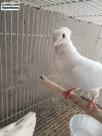 ارافل للبيع 2