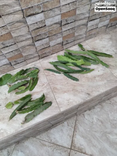 لهواة النباتات الاستوائه مجموعة عقل الدراجون فروت بسعر مغري 3