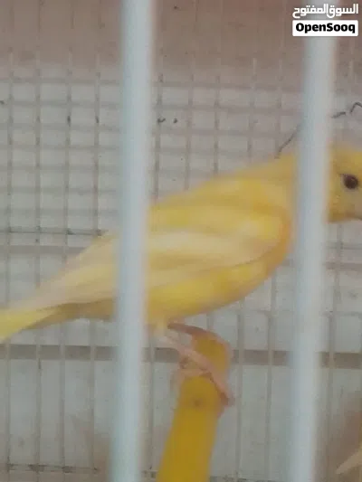 مخاليف كنار عدد خمسه 2