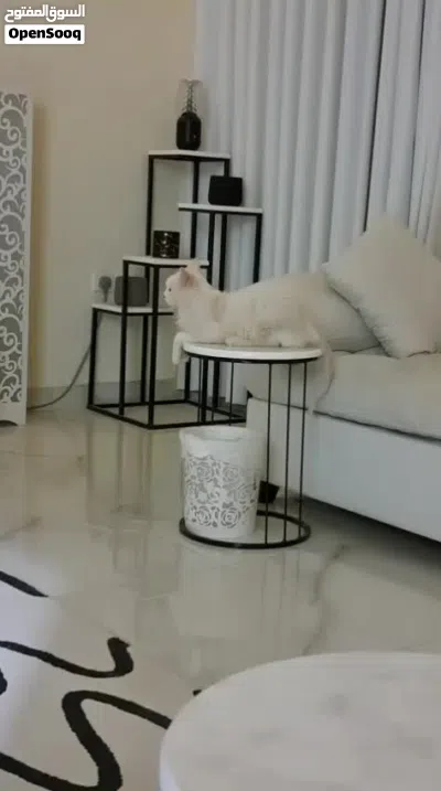 قط ذكر شيرازي للتبني مجانا 4