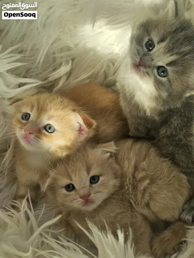 kittens للبيع scotch fold 2