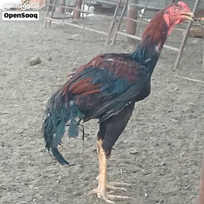يوجد ديكين ودجاجه باكستاني للبيع 2