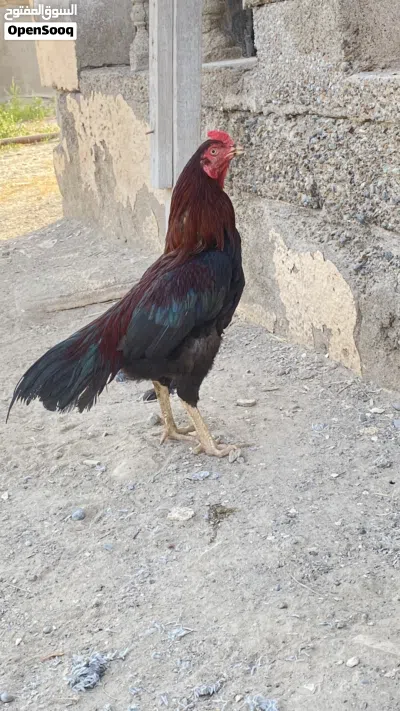 ديك باكستاني للبيع 2