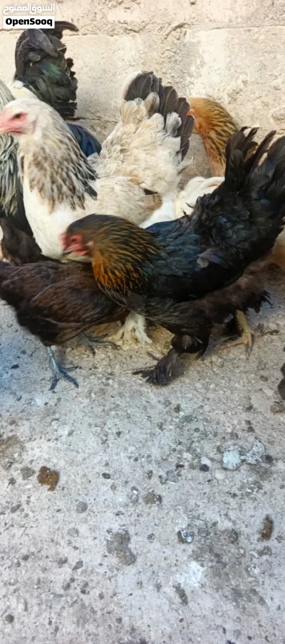 دجاج براهمي 2