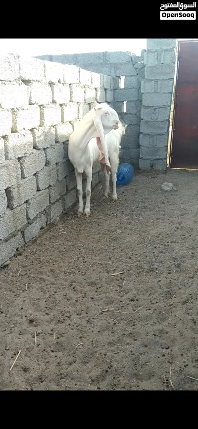 لبيع شاميه وبنجابيه 2