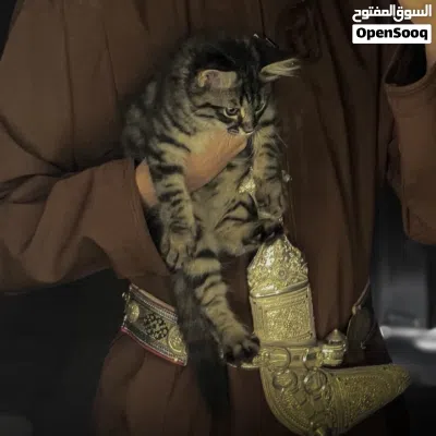 قط شيرازي ذكر للتبني مع كامل اغراضه 2