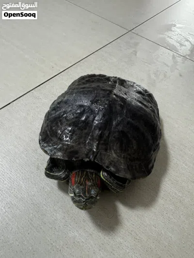 للبيع- السلحفاة حمراء الأذنين (The red-eared slider turtle) 3