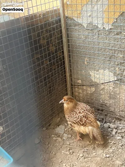 للبيع ذكر صفرد باكستاني الاصفر الحجم سوبر الجامبو 2