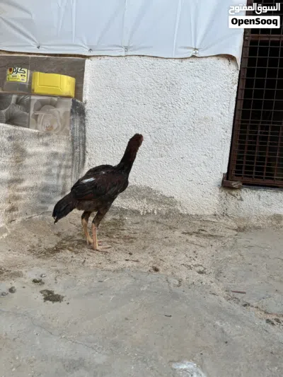 undefined 3