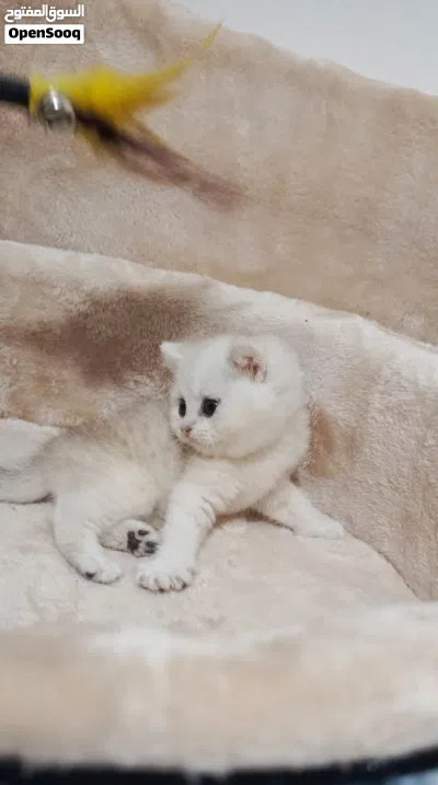 ذكر سكوتش ستريت 2