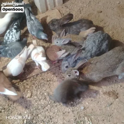 حمام صحه ونظافه 2