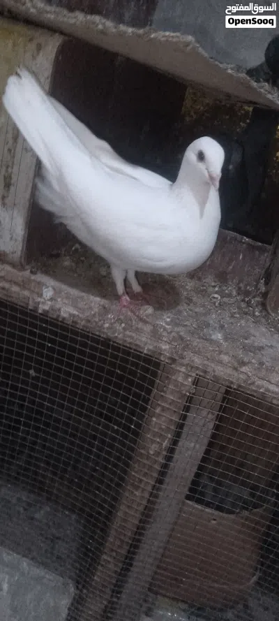 جواز بلديات واجنبي 3