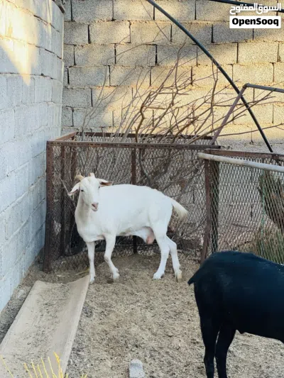 زوز ماعز للبيع حليب ماعيز ربي يبارك 4