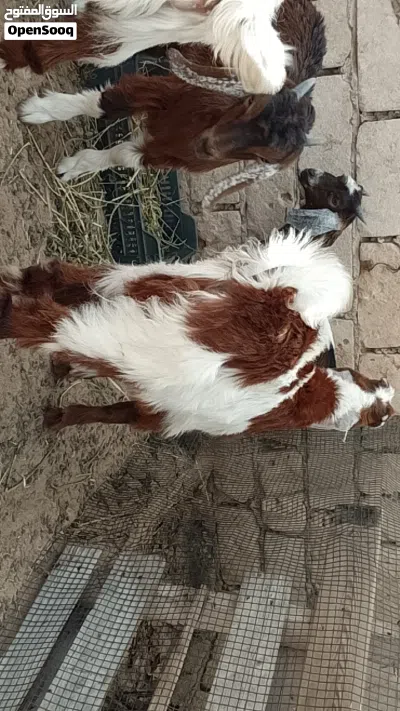 4جديان تمقريس مهجنات تبارك الله العمر من شهرين الي 3 شهور 2